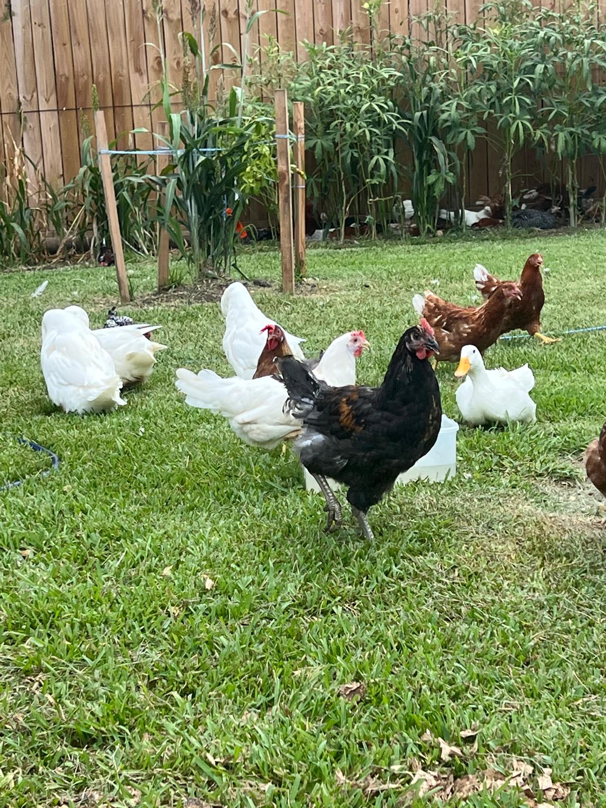Organic Free-Range Eggs — Dozen (Houston Pickup/Delivery)