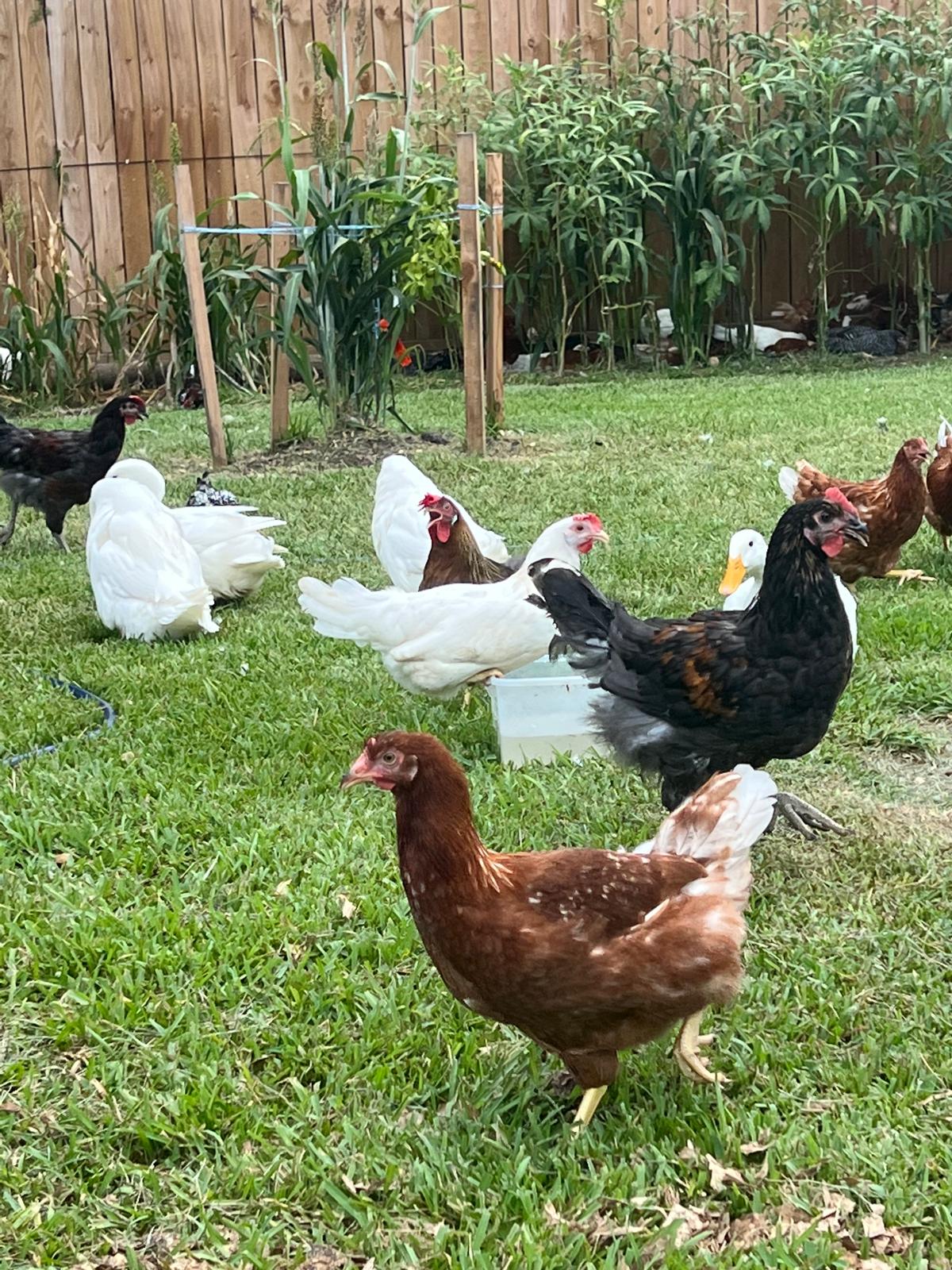 Organic Free-Range Eggs — Dozen (Houston Pickup/Delivery)