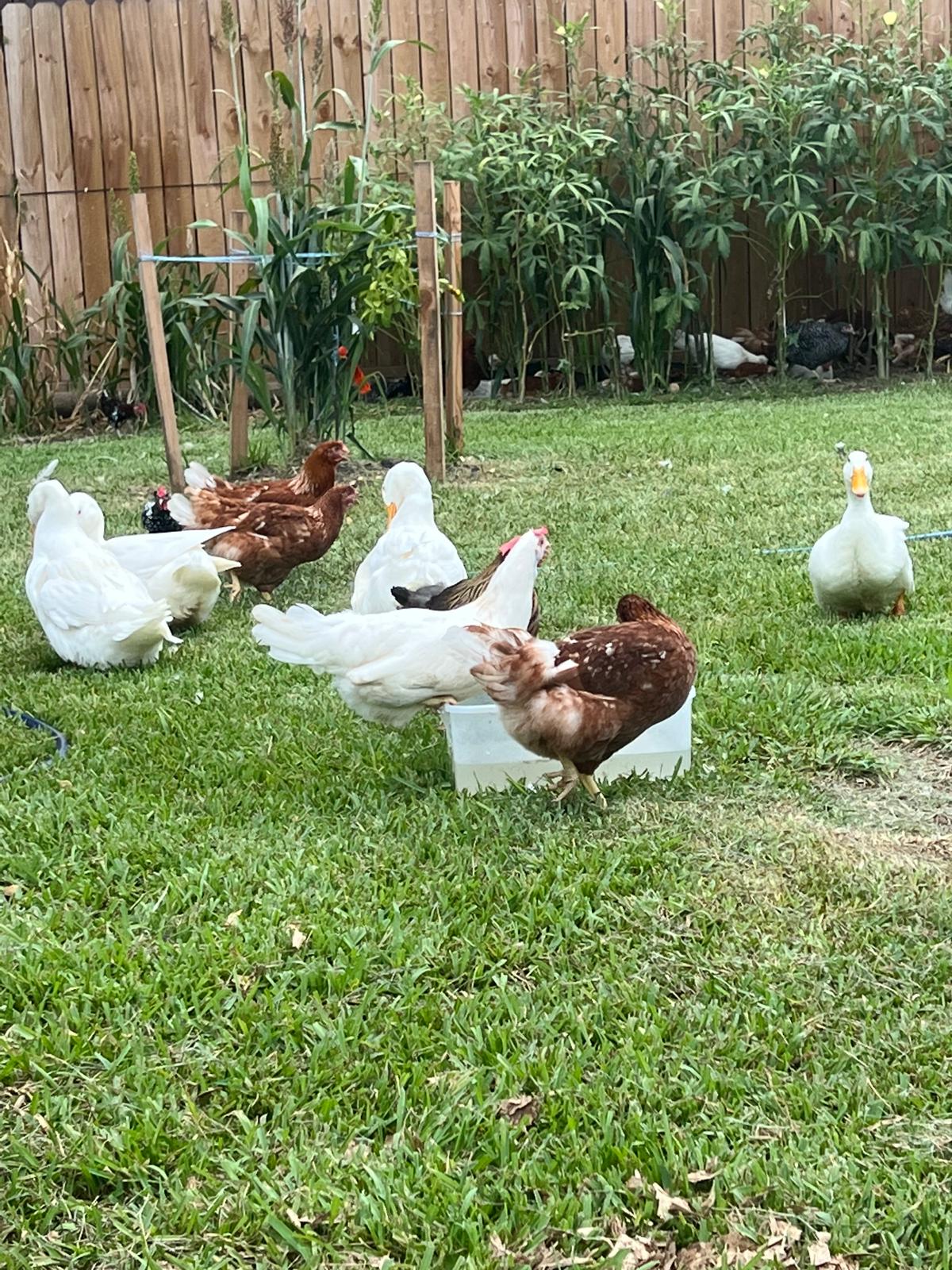 Organic Free-Range Eggs — Dozen (Houston Pickup/Delivery)
