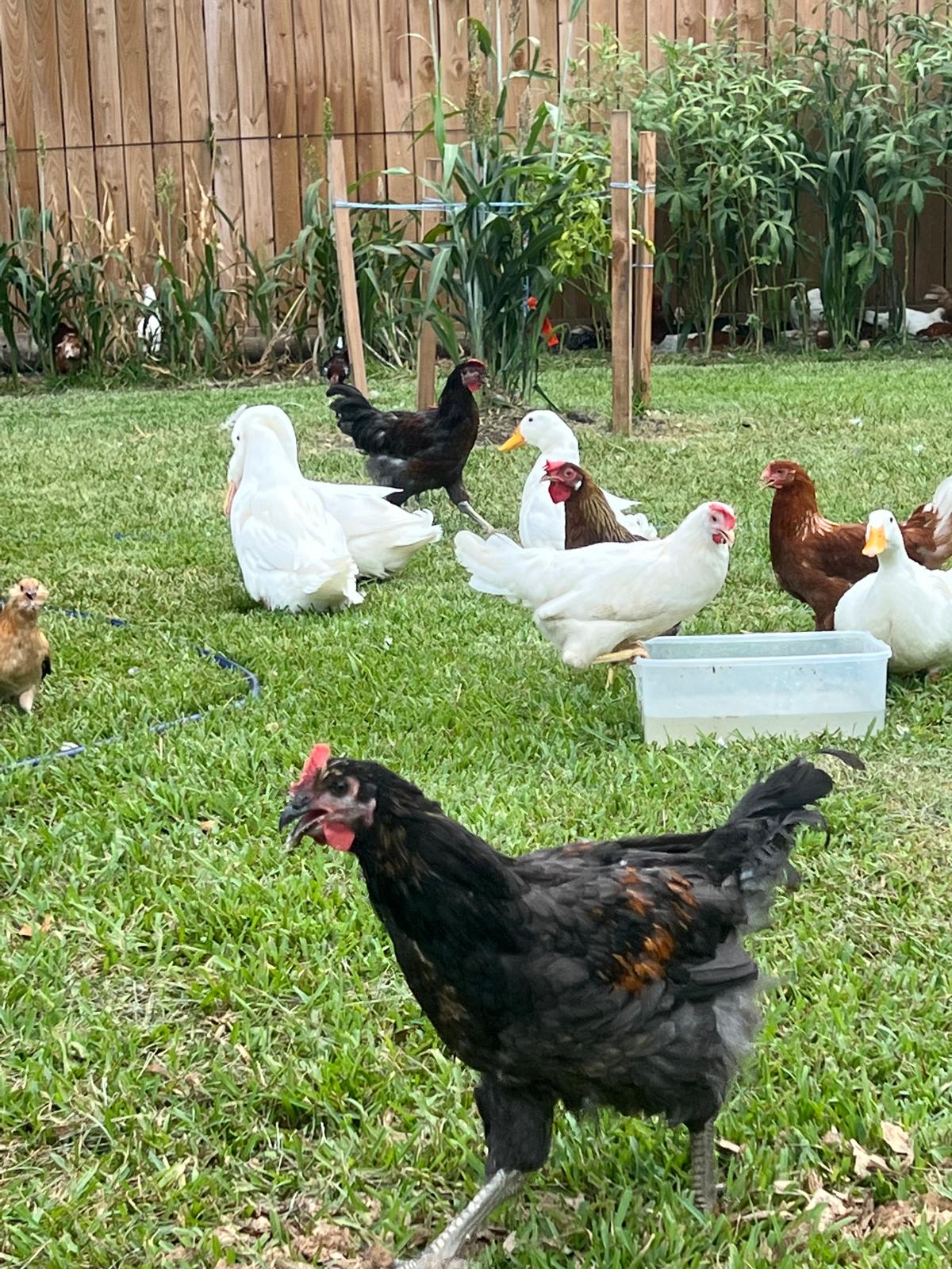 Organic Free-Range Eggs — Dozen (Houston Pickup/Delivery)