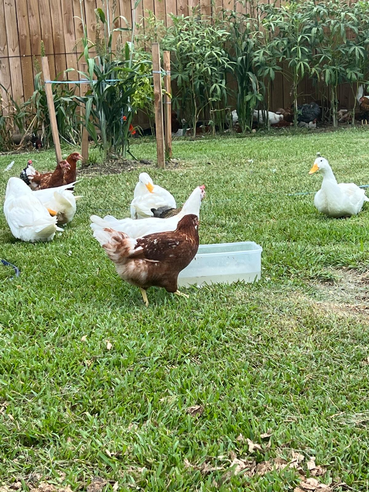 Organic Free-Range Eggs — Dozen (Houston Pickup/Delivery)